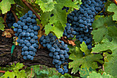 Vine stock with grapes, near Livorno (Leghorn), Tuscany, Italy
