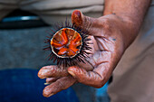 Fisherman holding a sea urchin, Syracuse, Sicily, Italy