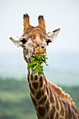 Giraffe eating leaves, game reserve near Durban, KwaZulu-Natal, South Africa