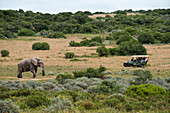 Tourists watching an elefant during a safari, game reserve near Durban, KwaZulu-Natal, South Africa