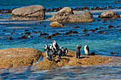 Banded penguins (Spheniscus demersus) at a rock, Simon's Town, Cape Town, Western Cape, South Africa