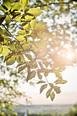 sommerliches Gegenlicht durch Blätter von Baum im Baumhaus Hotel Wipfelglück, Rosenberg bei Ellwangen, Aalen, Ostalb, Schwäbische Alb, Baden-Württemberg, Deutschland