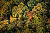 View of colourful trees at Lichtenstein castle in autumn, Swabian Alp, Baden-Wuerttemberg, Germany