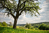 Mixed fruit orchard in Spring, Lorch monatry, Stauferland near Schwaebisch Gmuend, Swabian Alp, Baden-Wuerttemberg, Germany