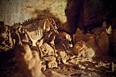 Skelett eines Höhlenbären, Karls- und Bärenhöhle, Sonnenbühl, Schwäbische Alb, Baden-Württemberg, Deutschland