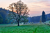 Naturpark Solling-Vogler, Dassel, Niedersachsen, Deutschland