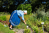 Farmer in traditional dress in the herbal garden, Open Air Museum in Lehde, Spreewald, UNESCO biosphere reserve, Lübbenau, Brandenburg, Germany, Europe