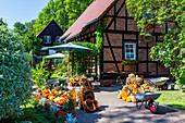 Farmhouse with garden in Lehde, Pumpkin harvest, Lehde, Spreewald, UNESCO biosphere reserve, Brandenburg, Germany, Europe