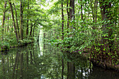 River flowing through Spreewald, UNESCO biosphere reserve, Luebbenau, Brandenburg, Germany, Europe