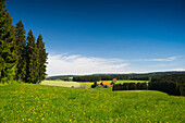 Fallengrundhof und Blumenwiese, Gütenbach, bei Furtwangen, Schwarzwald, Baden-Württemberg, Deutschland
