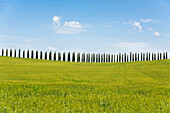 cypress trees, near San Quirico d`Orcia, Val d`Orcia, province of Siena, Tuscany, Italy, UNESCO World Heritage