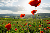 landscape with red poppies, near Pienza, Val d`Orcia, province of Siena, Tuscany, Italy, UNESCO World Heritage