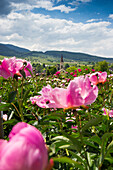 flower meadow with blossoming peonies, Laufen near Sulzburg, Black Forest, Baden-Wuerttemberg, Germany