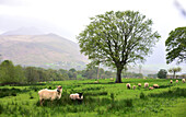 Schafe im Killarney National Park bei Killarney, Irland
