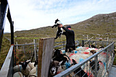 Sheep herder with sheep on road 336 in Connemara, Ireland