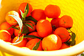 Mandarinen in einem Eimer, Cottage Casa Zisola, Noto, Syrakus, Sizilien, Italien