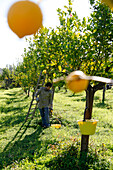 Farmer harvesting lemons, Noto, Syracuse, Sicily, Italy