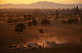 Cattle in the evening light in the dry season, Bagan, Pagan, Myanmar, Burma, Asia