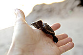 Junge Schildkröte auf einer Hand, Praia, Santiago, Kap Verde
