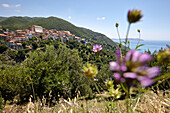 Coastal landscape with wild flowers, Pisciotta, Cilentan Coast, Province Salerno, Campania, Italy