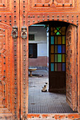 View through an old doorway into a courtyard with cat, Marrakech, Morocco