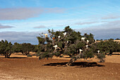 Ziegenherde in einem Arganbaum, Essaouira, Marokko