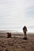 Kamele zum reiten für Touristen am Strand, Essaouira, Marokko