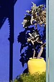 YSL's Garten, Jardin Majorelle, Marrakesch, Marokko