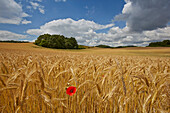 Getreidefeld mit Klatschmohnblüte, Klepelshagen, Naturpark Stettiner Haff, Mecklenburg-Vorpommern, Deutschland