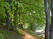 Path at Schmalin Luzin, Feldberger Seenlandschaft Nature Park, Mecklenburg Western Pommerania, Germany