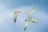 Two Sea Terns flying close together, Mataiva, Tuamotu Islands, French Polynesia, South Pacific