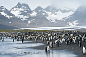 King Penguins (Aptenodytes patagonicus) on a beach, Salisbury Plain, South Georgia Island, Antarctica