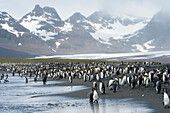 Königspinguine (Aptenodytes patagonicus) am Strand, Salisbury Plain, Südgeorgien, Antarktis