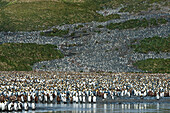 A hillside with King Penguins (Aptenodytes patagonicus), Salisbury Plain, South Georgia Island, Antarctica