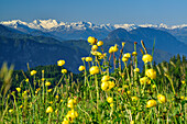 View over flower meadow with globeflowers to Zillertal Alps in background, Spitzstein, Chiemgau Alps, Tyrol, Austria