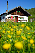 Blick über eine Blumenwiese auf Almhütte, Spitzstein, Chiemgauer Alpen, Tirol, Österreich