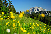 Blick über Blumenwiese auf Guffert, Blauberge, Bayerische Voralpen, Oberbayern, Bayern, Deutschland