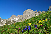 Blumenwiese mit Enzian und Aurikel, Steinkarspitze im Hintergrund, Lechtaler Alpen, Tirol, Österreich