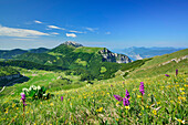 Flower meadow with orchids, Monte Baldo in background, Monte Altissimo, Garda Mountains, Trentino, Italy