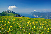 View over flower meadow to Monte Baldo and lake Garda in background, Monte Altissimo, Garda Mountains, Trentino, Italy