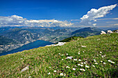 Blick über Blumenwiese auf Gardasee, Monte Altissimo, Monte Baldo, Gardaseeberge, Trentino, Italien
