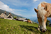 Haflinger horse on a meadow with three churches, Eisack Valley, Trechiese 12, Barbian, South Tyrol, Italy