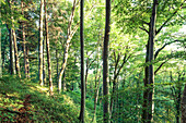 Wood in evening light, Berg, Upper Bavaria, Germany