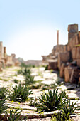 Gräser wachsen auf einem Pfad in den Ruinen von Leptis Magna, nahe Khoms, Tripolitanien, Libyen, Afrika