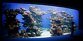 Panorama eines Jungen der vor einem großen gebogenen Fenster im Palma Aquarium steht und neugierig auf Korallen und Fische blickt, Palma, Mallorca, Balearen, Spanien, Europa