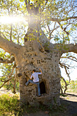A woman climbing a large Boab tree (Adansonia gregorii) with many engravings from people marking their year of visiting, Near Kununurra, Western Australia, Australia