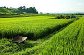 Reisfeld, nahe Kyoto, Region Kansai, Japan