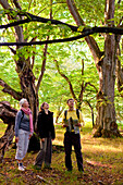 Eine Gruppe von Menschen blickt zu großen alten Bäumen im Wald bei Odershausen auf, Bad Wildungen, Nordhessen, Hessen, Deutschland, Europa