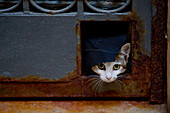 A curious cat looking out a door, Venice, Veneto, Italy, Europe