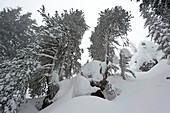 Skifahrer springt über eine Klippe, Kaltenbach, Zillertal, Tirol, Österreich